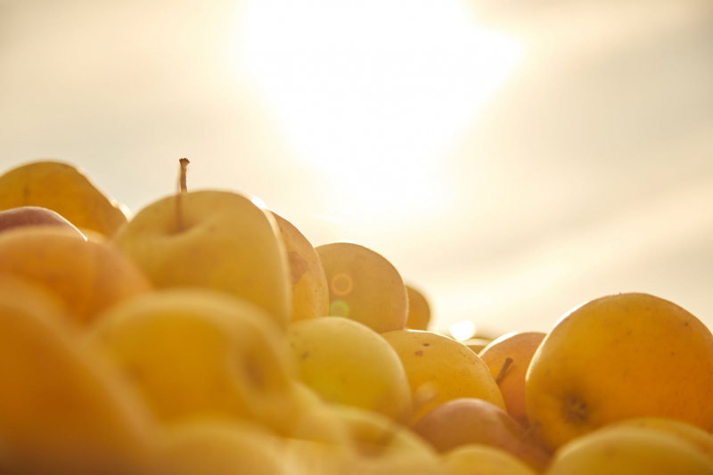 Moštárna v Hulíně přijala 19 tun jablek, úroda je lepší než loni