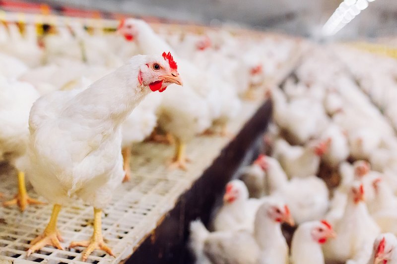 Drůbežářská unie: Pomoc kvůli dovozu z Ukrajiny by měly dostat i chovy kuřat