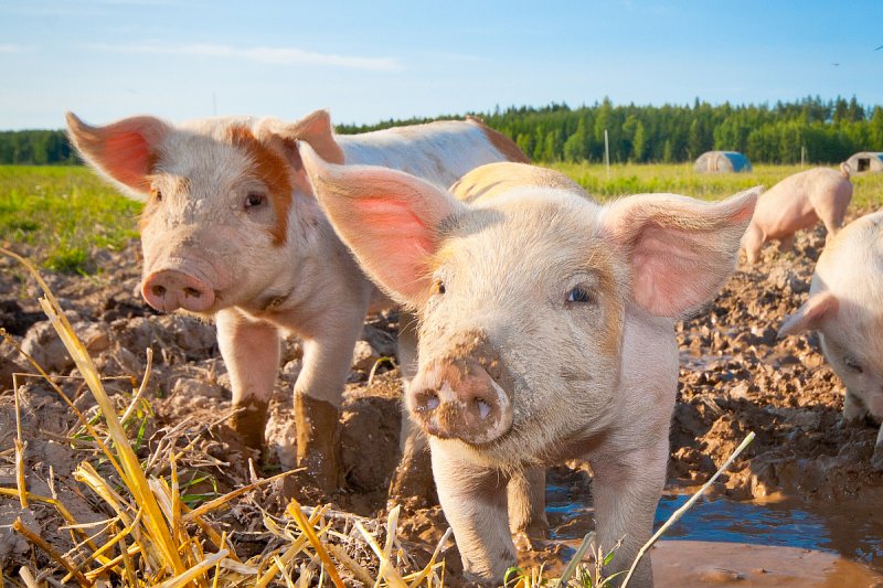 Peruánci přeměnili potravinový odpad na zdravé krmivo pro prasata