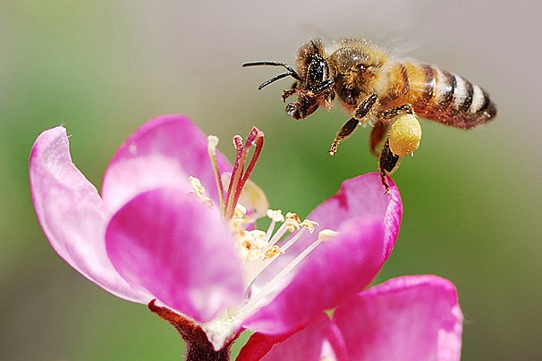 Svaz včelařů: Výnos medu může být letos oproti loňsku poloviční až třetinový
