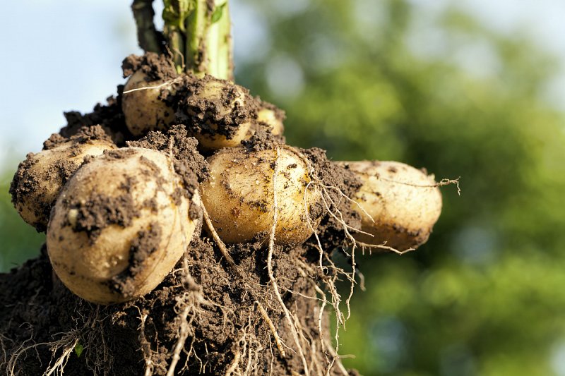 Pěstitelům brambor mohou mrazy oddálit sklizeň raných odrůd nekrytých textilií