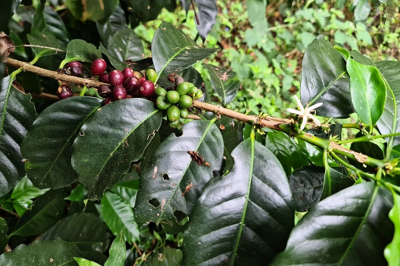 Kofola kupuje kávové plantáže v Panamě