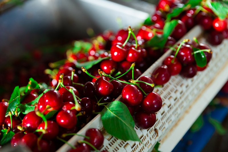 Pěstitelská pálenice v Rakové díky úrodě ovoce očekává dobrou sezonu