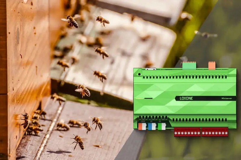 Letošní zimu nepřežila téměř čtvrtina včelstev, řešením může být automatizace