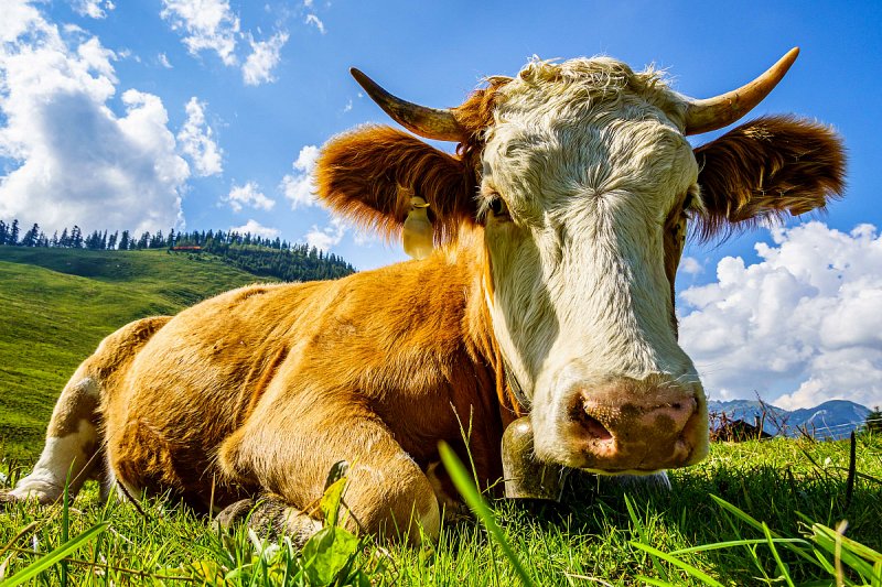 Země živitelka se letos zaměří na moderní trendy včetně robotizace a digitalizace