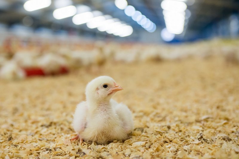 Mach Drůbež vloni zvýšil zisk po zdanění na 96 milionů korun