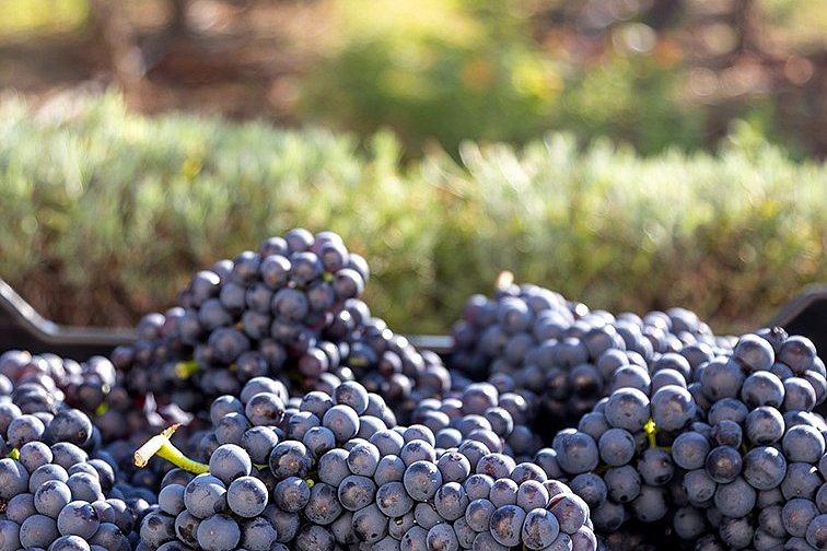 Vinice svaté Kláry plánuje rozšíření pro sekty