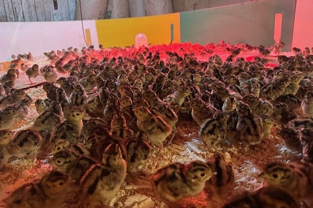 Automatizace zajistila konec úhynů mladých bažantů v Oticích