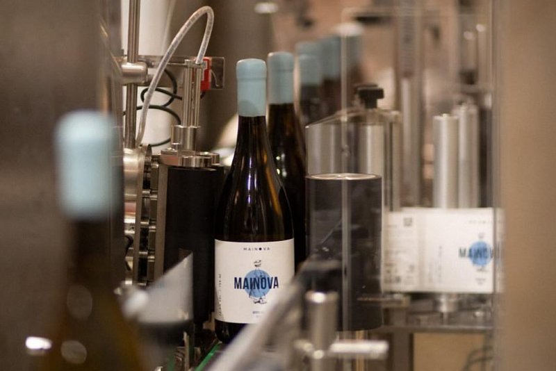 Portugalští vinaři sklízejí hrozny v noci, aby se vyhnuli dennímu horku