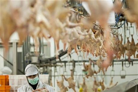 Zpracovatel drůbeže Raciola Uherský Brod naplánoval letos další automatizaci