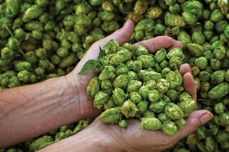 Letošní sklizeň chmele je mírně nadprůměrná, činí 6909 tun, více než loni