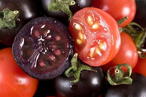 V Austrálii se připravují na prodej geneticky modifikovaných fialových rajčat