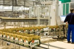 Prazdroj měl zisk 3,5 miliardy, do technologií investoval čtvrt miliardy