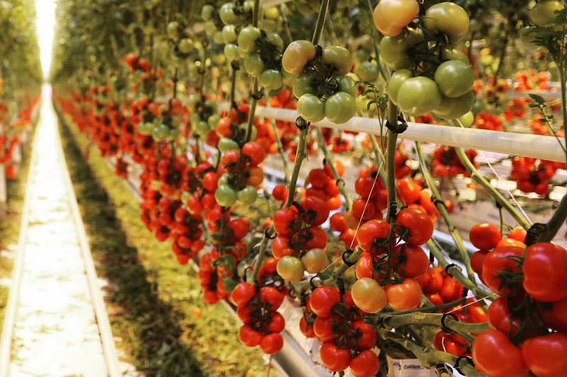 Farmáři loni v Česku vybudovali další čtyři hektary skleníků s rajčaty