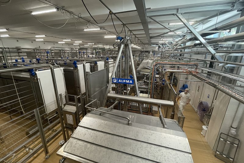 Obliba plísňových sýrů v ČR roste, Jihočeská niva je mlékárenským výrobkem roku