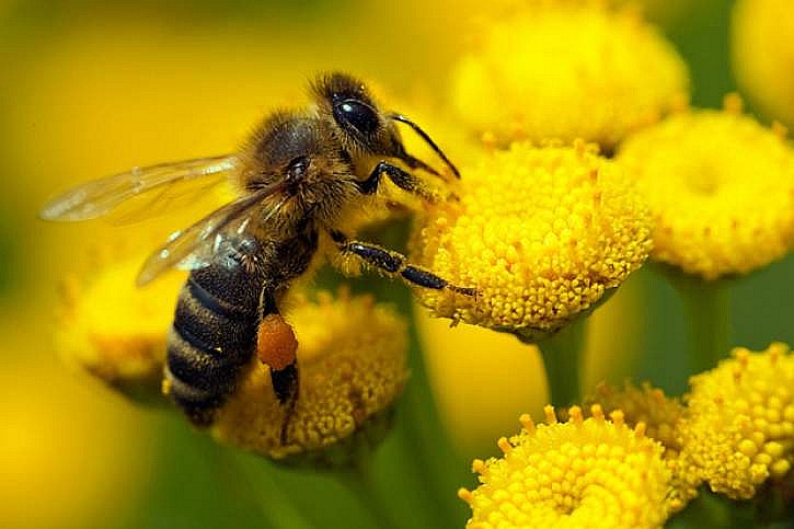Chystají se přísnější podmínky pro dovoz medu ze zemí mimo EU