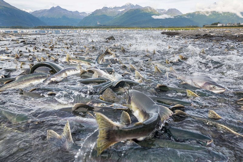 Produkce vodních živočichů z farem poprvé překonala úlovky z rybolovu