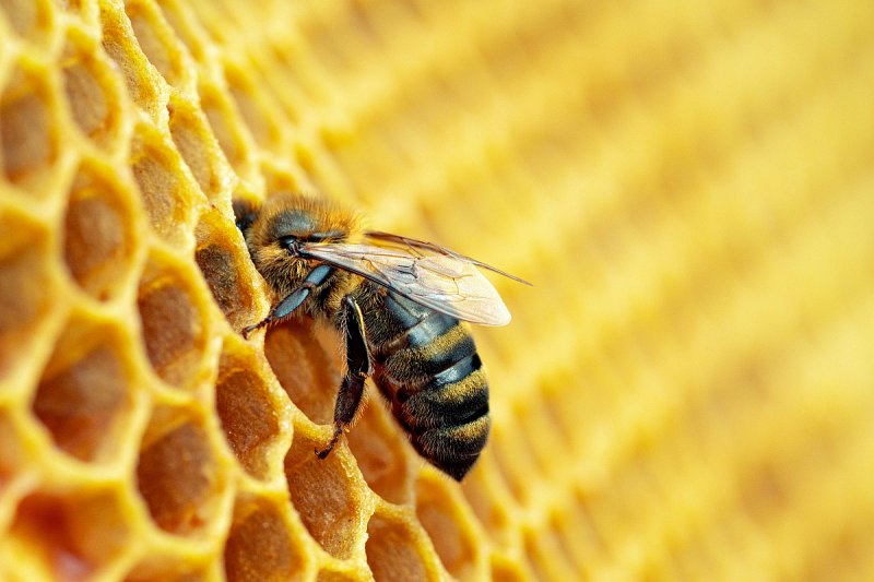 V chemičce uprostřed Ústí nad Labem stočil včelař kvalitní med, ukázala analýza