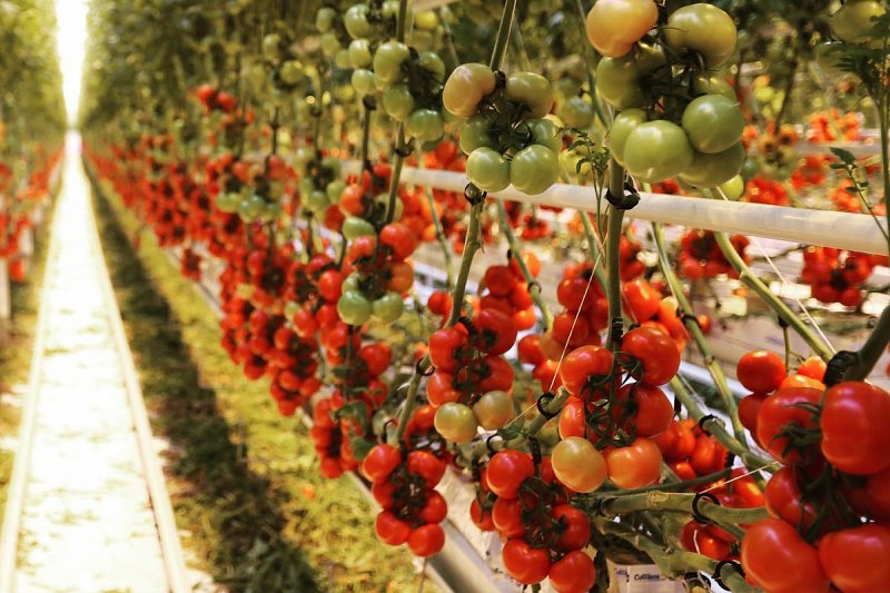 Šlechtitelé rajčat se každoročně snaží registrovat desítky nových odrůd