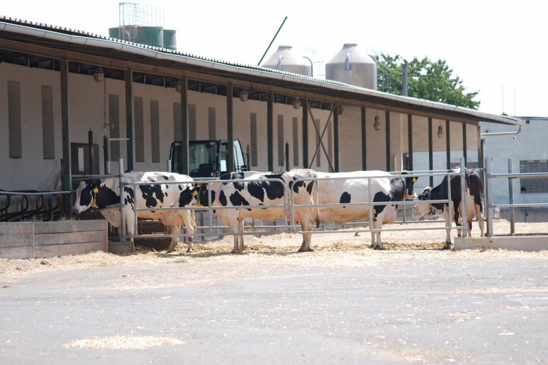 Agro Jevišovice chce zvýšit ziskovost investicemi do modernizace dojení