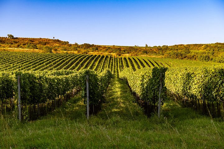 Nový holding ZWG.WINE koupil vinařství Znovín Znojmo, investice půjdou i do digitalizace výroby i logistiky