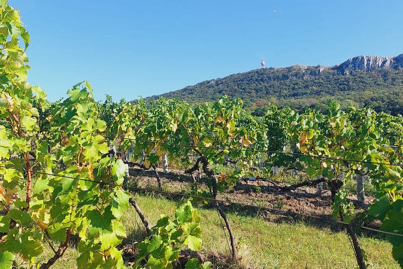 Velcí pěstitelé révy vinné dávají přednost proměně vinohradů před rozšiřováním