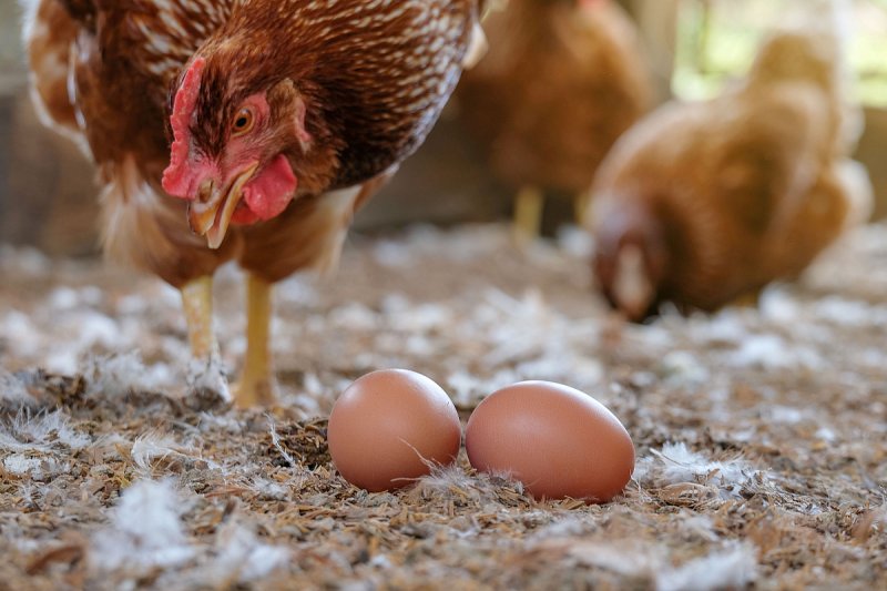 NSS nařídil znovu otevřít spor o dotaci pro Schrom Farms na modernizaci provozu